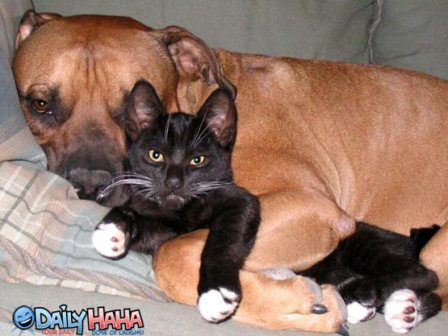 dog_cat_huggers.jpg